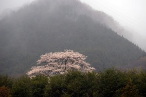 霧の桜