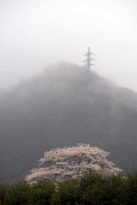 霧の桜