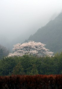 霧の桜