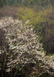 山の桜