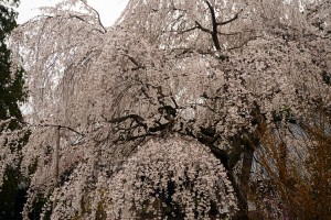 法善寺のしだれ桜