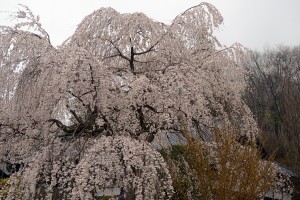 法善寺のしだれ桜
