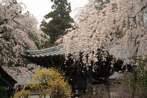 法善寺のしだれ桜