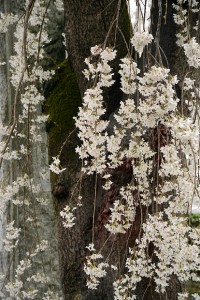 法善寺のしだれ桜