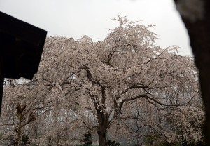 法善寺のしだれ桜