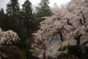 法善寺のしだれ桜