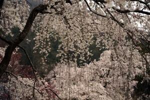 法善寺のしだれ桜