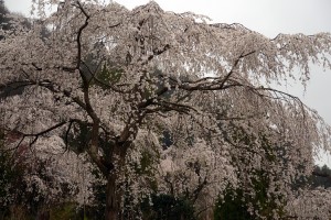 法善寺のしだれ桜
