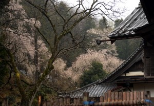 法善寺のしだれ桜