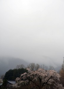 法善寺のしだれ桜