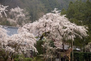 法善寺のしだれ桜