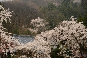 法善寺のしだれ桜
