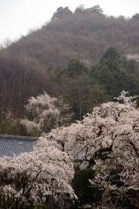 法善寺のしだれ桜