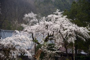 法善寺のしだれ桜