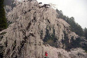 法善寺のしだれ桜