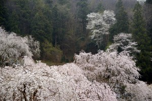 法善寺のしだれ桜