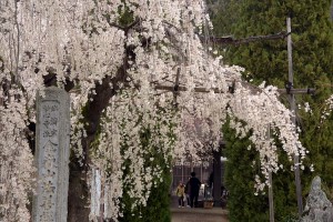 法善寺のしだれ桜