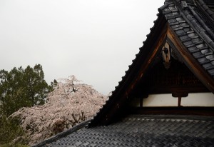 法善寺のしだれ桜