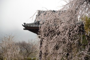 鐘楼と桜