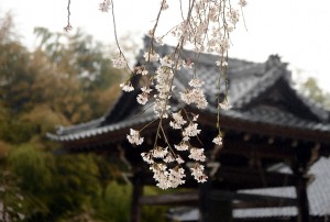 鐘楼と桜