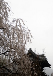 道光寺の桜