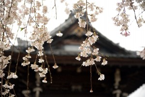 道光寺の桜
