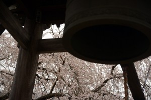 鐘楼と桜