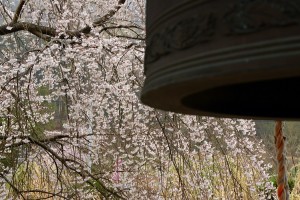 鐘楼と桜