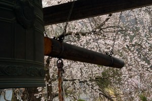 鐘楼と桜
