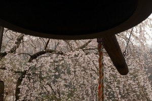 鐘楼と桜
