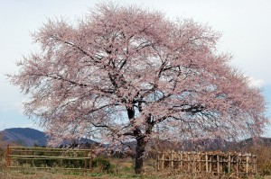 桜