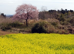 桜と菜の花