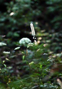 サラシナショウマ