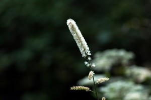 サラシナショウマ