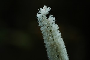 サラシナショウマ