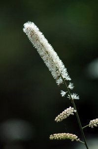 サラシナショウマ