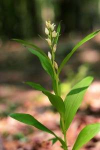 ササバギンラン