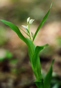 ササバギンラン