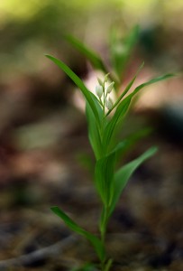 ササバギンラン