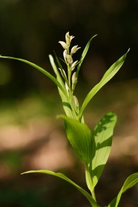 ササバギンラン