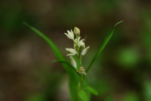 ササバギンラン