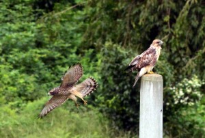 サシバとノスリ