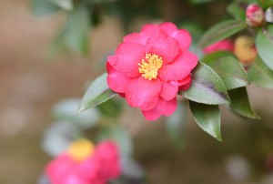 山茶花（サザンカ）