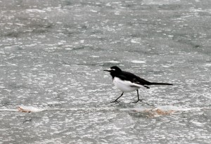 セグロセキレイ