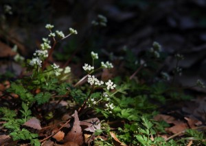 セントウソウ6772