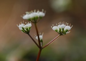 セントウソウ6816