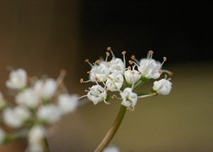 セントウソウ6821