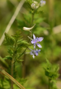 セリバヒエンソウ