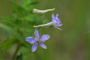 セリバヒエンソウ