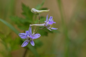セリバヒエンソウ